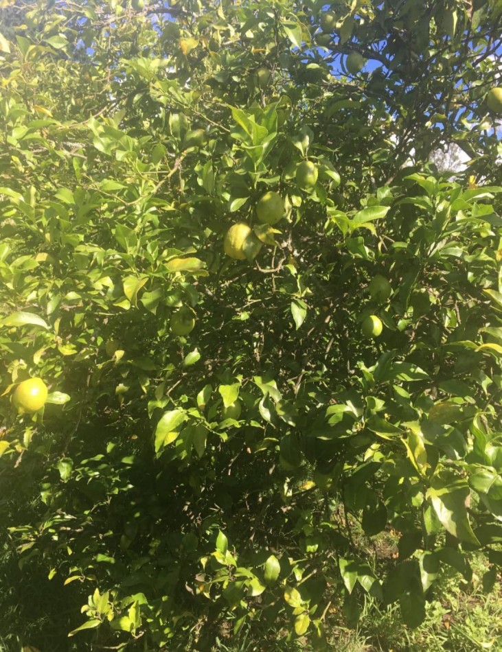 CAMPO DE 43 HECTAREAS EN ESTACION CHAPADMALAL, BATAN VENDE O PERMUTA